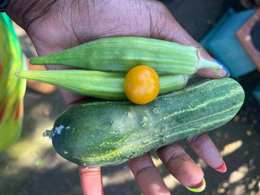 two fresh okras, one orange zinger tomato, and one burpless cucmber sitting in and open hand